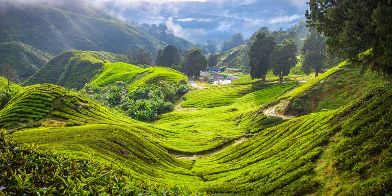 Cameron Highlands